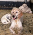 Setter Anglais BELINDA DEL SARGIADAE Setter Anglais BELINDA DEL SARGIADAE